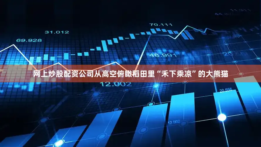 网上炒股配资公司从高空俯瞰稻田里“禾下乘凉”的大熊猫